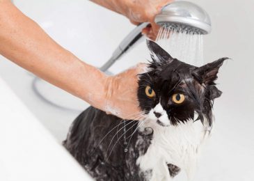 Rinse the cat with warm water.