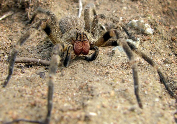 The 4 Most Venomous Spider Can Kill You Anytime!